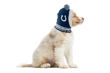Picture of NFL Knit Pet Hat - Colts