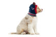 Picture of NFL Knit Pet Hat - Texans