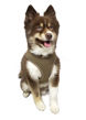 Picture of Ultra Comfort Reflective Harness - Tan